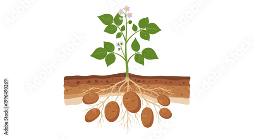 Potato Plant Growth: Underground Tubers and Root System