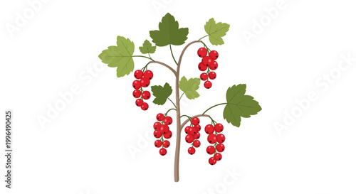 Red Currant Branch with Ripe Berries and Green Leaves Isolated