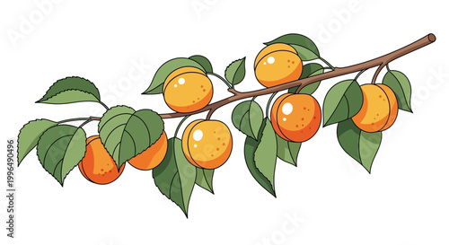 Ripe Apricots on a Branch