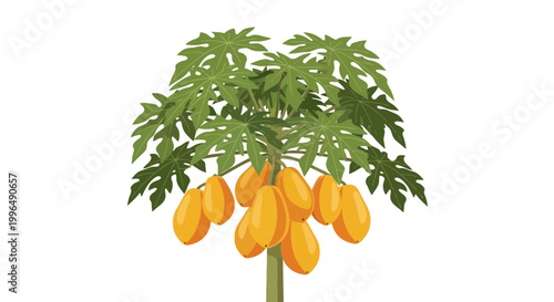 Ripe Papaya Tree with Green Leaves and Yellow Fruits