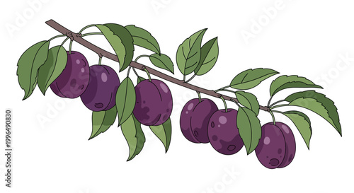 Ripe purple plums on a branch with green leaves, isolated on white background