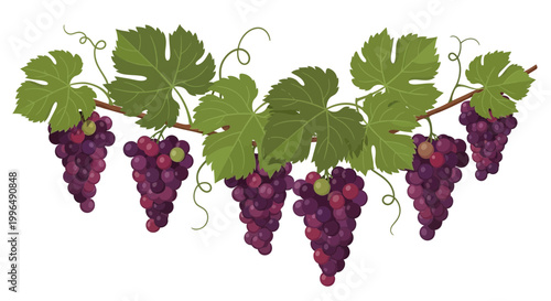Ripe Purple Grapes Hanging on Vine with Green Leaves
