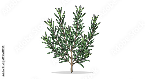 Rosemary herb plant illustration isolated on white background