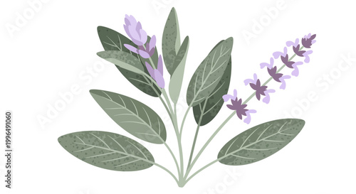 Sage plant illustration, culinary herb, wellness and aromatherapy concept, isolated on white