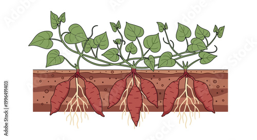 Sweet Potato Plant Growth: Roots, Tubers, and Leaves in Soil Cross-Section