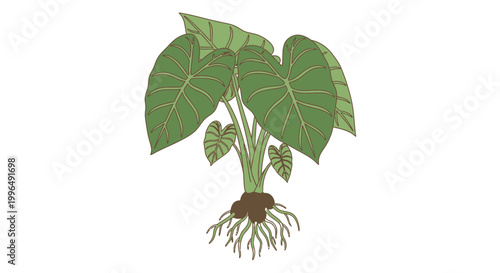 Taro Plant Illustration with Visible Roots and Large Green Leaves