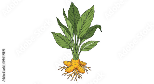 Turmeric Plant Illustration - Rhizome and Green Leaves Isolated