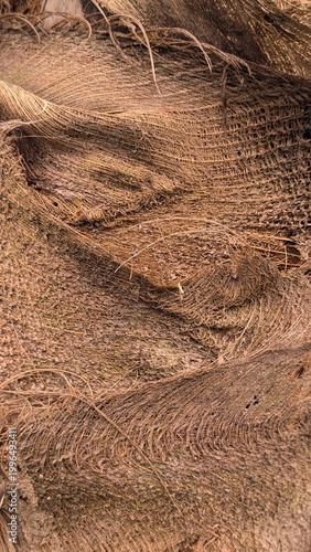 Fibrous palm tree trunk texture.