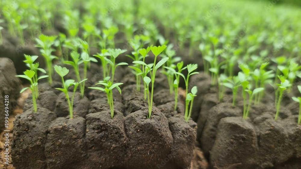 © ENDRY - Young green plant seedlings grow. (1) © ENDRY - Young green plant seedlings grow. (1)
