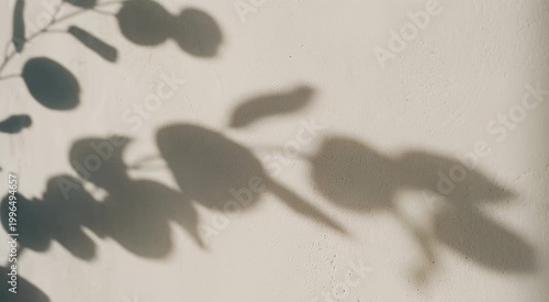 Aesthetic Plant Shadows on Textured Neutral Wall