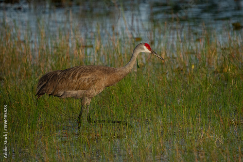 Sandhill Crane walking in the marsh