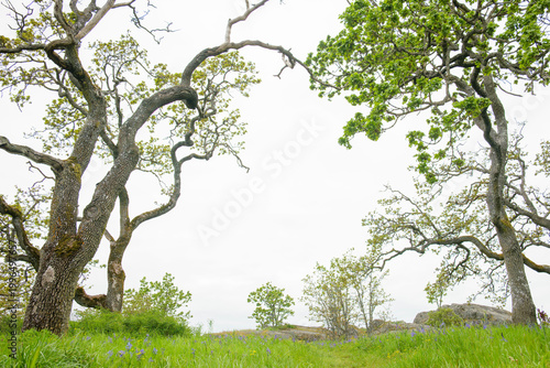 Konstfotografi Garry oak trees framing wide white copy space in spring meadow