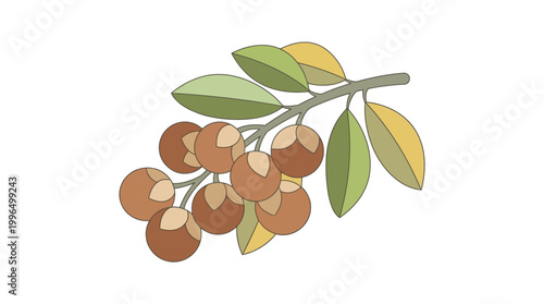 Soapnut Sapindus Rarak Mukorossi Natural Detergent Herbal Vector Illustration