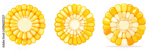 Corn Cob Cross Section Views with Yellow Kernels Illustration