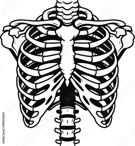 Human Rib Cage and Spine