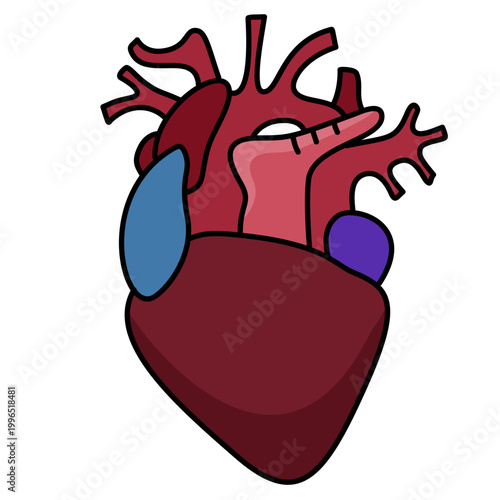 human heart organ with arteries and veins for blood circulation system anatomy