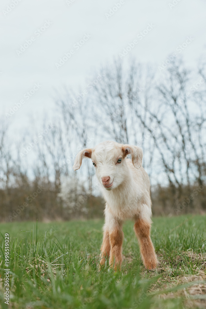Obraz premium Goat kid stands in a grassy field, outdoors under bright sky, embodying a simple rural lifestyle, curious, cute, and calm as sunlight warms white fur and brown accents.