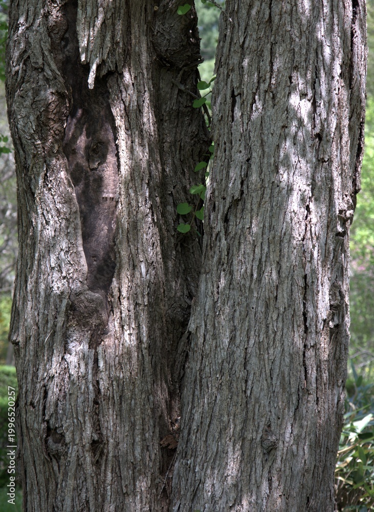 Obraz premium Two tree trunks side by side in forest
