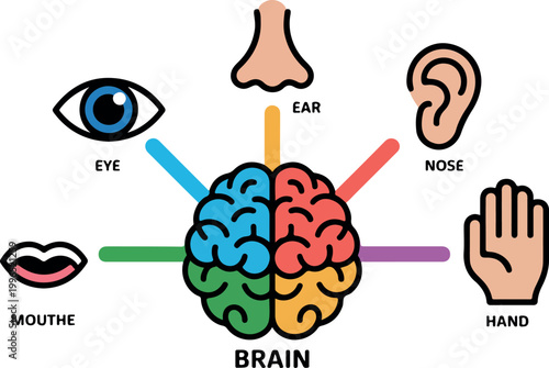 Colorful diagram showing brain connected to five human sensory organs eye ear nose hand and mouth labeled clearly.