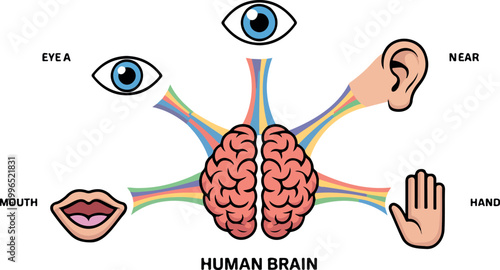 Conceptual human brain with colorful connections to sensory icons for educational biology and medical projects.