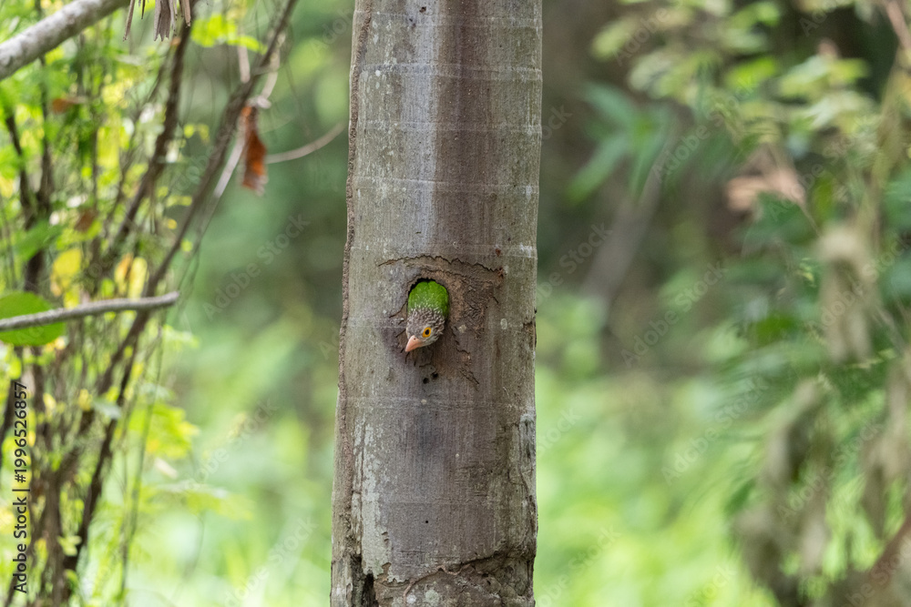 Fototapeta premium Lineated barbet bird tree trunk nest chick forest nature wildlife green brown hollow cavity parenting lineated barbet bird feed chick inside nest tree trunk cavity amid green forest nature