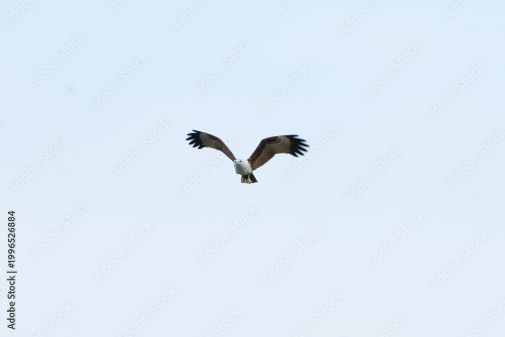 Obraz premium Bird eagle raptor sky flying wings wildlife nature freedom outdoors Bird eagle raptor sky flying wings wildlife nature freedom outdoors soaring alone clear pale blue sky graceful flight minimal