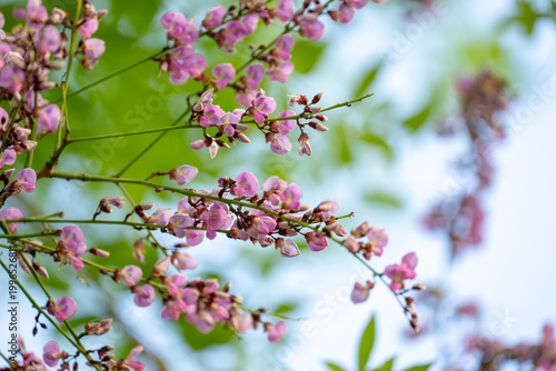 Pink flower blossom green l...