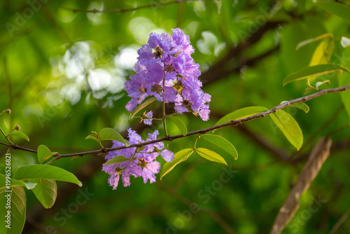 Purple flower cluster green...
