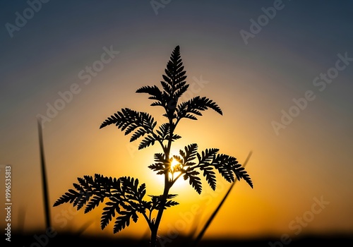 Silhouette of a wild plant against a golden sunset sky