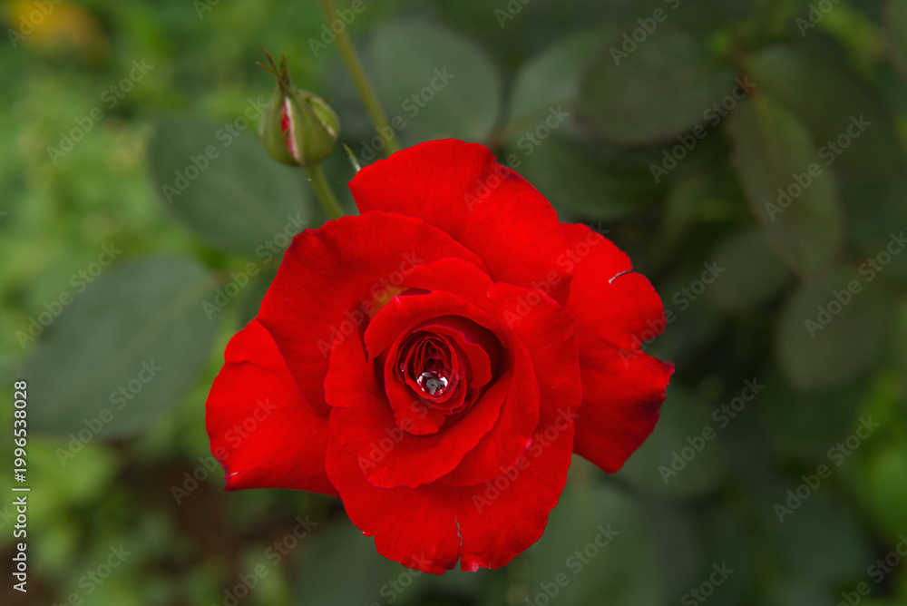 Fototapeta premium Rose Chinensis Among Green Leaves 