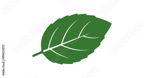 Single Green Leaf Illustration with Veins.