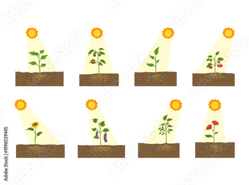 A collection of plant illustrations showing the concept of photosynthesis with soil, roots, and sunlight. Suitable for school materials, science education, biology lessons, and infographic design.