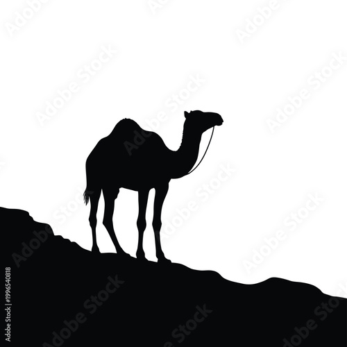 Silhouette of a dromedary camel standing on a sand dune against a white background