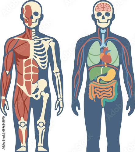 Front view illustration of the human body showing skeletal, muscular, and internal organ systems for educational and anatomical reference.