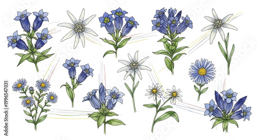 Collection of delicate wildflowers including edelweiss and gentian blossoms