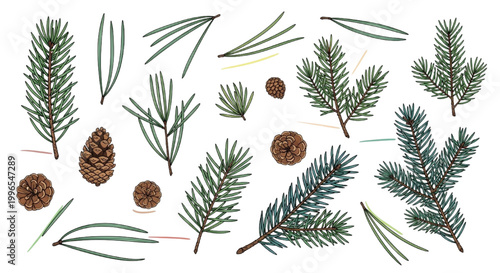 Collection of pine needles, cones, and evergreen branches, perfect for winter and holiday designs