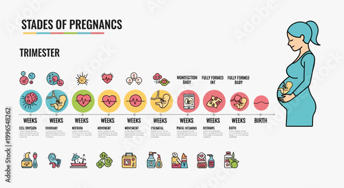 Comprehensive Infographic Visualizing the Stages of Pregnancy Through Trimesters and Fetal Development with Maternal Milestones