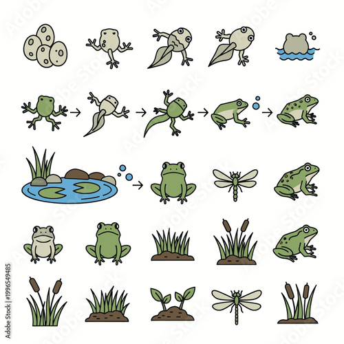 Illustration of the life cycle of a frog, from eggs to tadpole to adult frog, with surrounding elements like a pond and dragonflies.