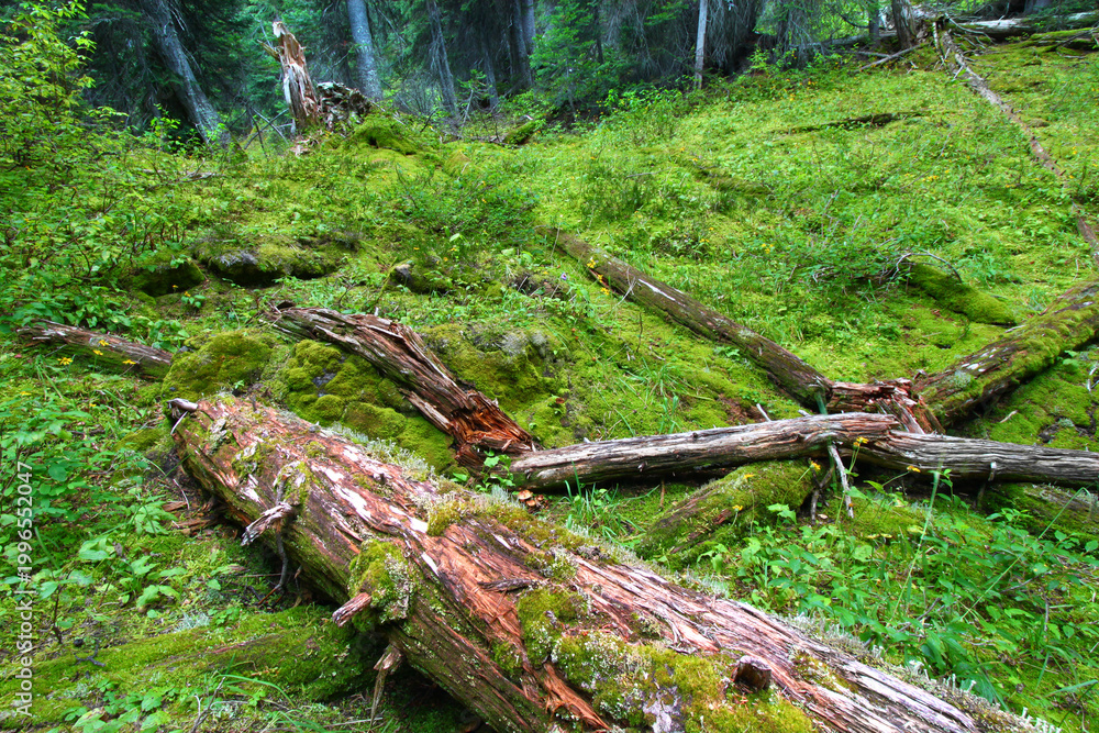 Fototapeta premium Moss covers the forest floor at Yoho National Park in Canada