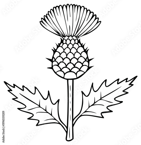 Outline illustration of a Scottish Thistle flower with spiky leaves and a round bloom