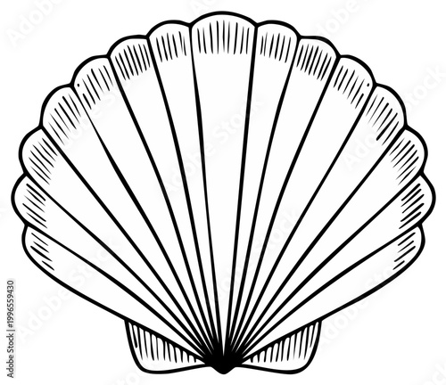 Delicate seashell illustration with radiating lines and ribbed texture symbolizing ocean life