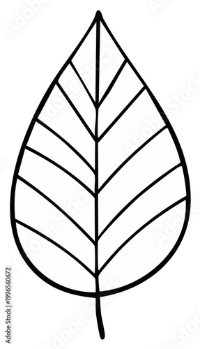 Simple outline illustration of a single leaf with clear venation, isolated on a white background