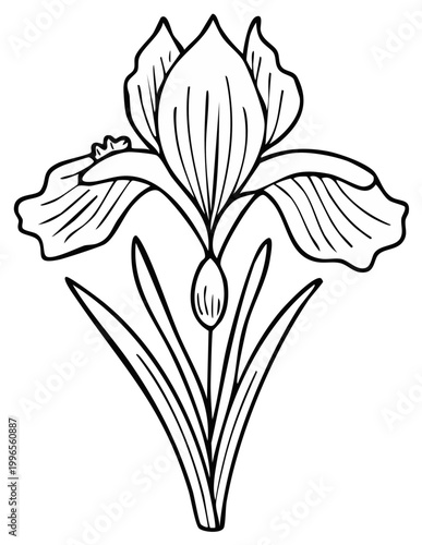 Black and white floral illustration of an iris plant
