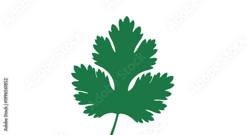 Single Green Parsley Leaf Illustration.