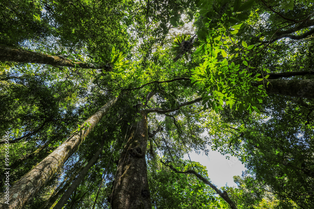 Fototapeta premium Low angle view of strangler fig rising through rainforest in Copeland Tops, New South Wales, Australia. Scenic forest scene showing tall tree trunk and canopy from ground perspective.