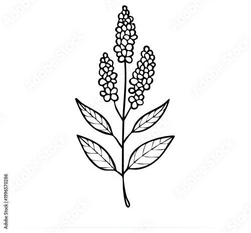 Black and white illustration of a flowering plant with multiple clusters of small flowers and green leaves