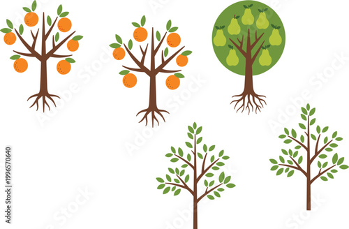 Fruit trees vector illustration set with orange and pear trees, garden plants and growing stages collection isolated on white background