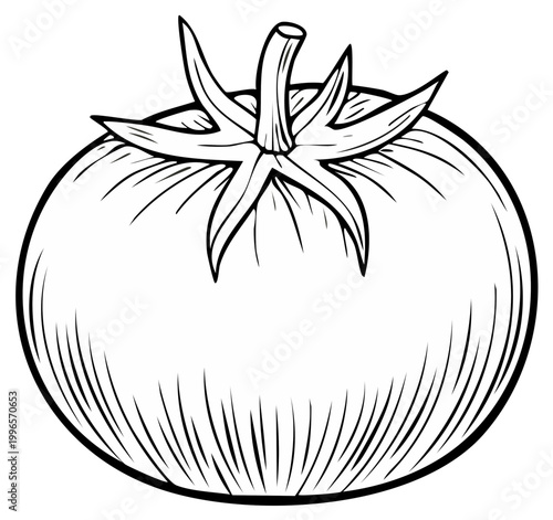 Ink illustration of a ripe tomato with detailed stem and leaves.