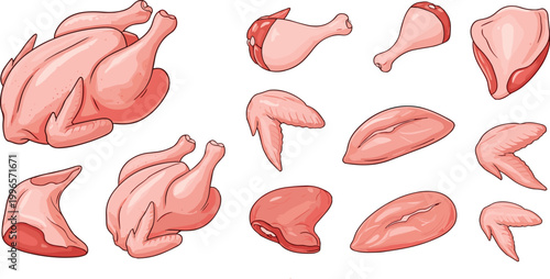 Raw chicken cuts collection whole poultry parts butcher diagram meat pieces food vector illustration isolated