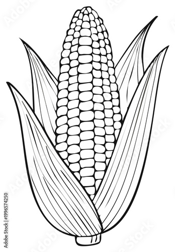 Fresh corn on the cob, illustration of a maize plant.